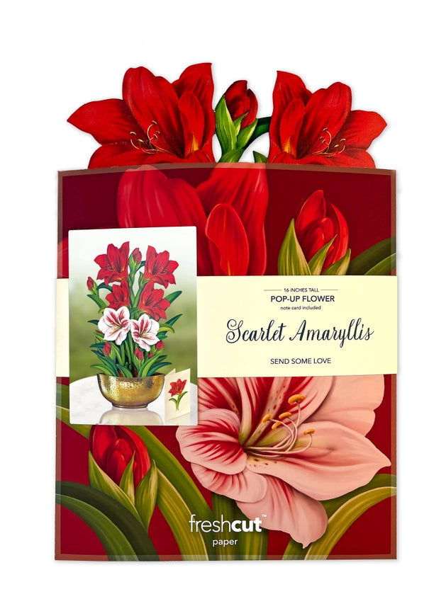 Scarlet Amaryllis Pop Up Greeting Card