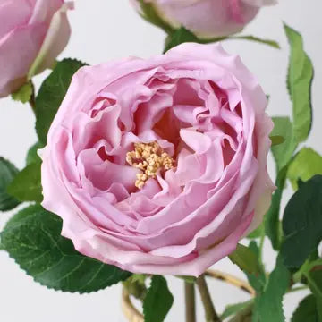 Cabbage Rose Individual Stem