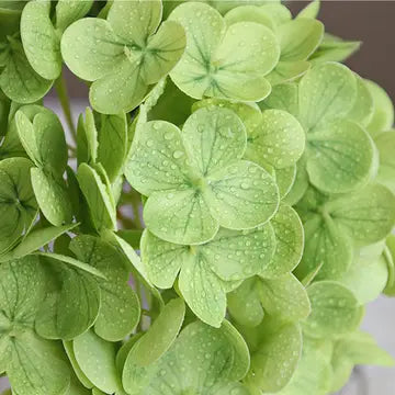 Hydrangeas - Lt Green