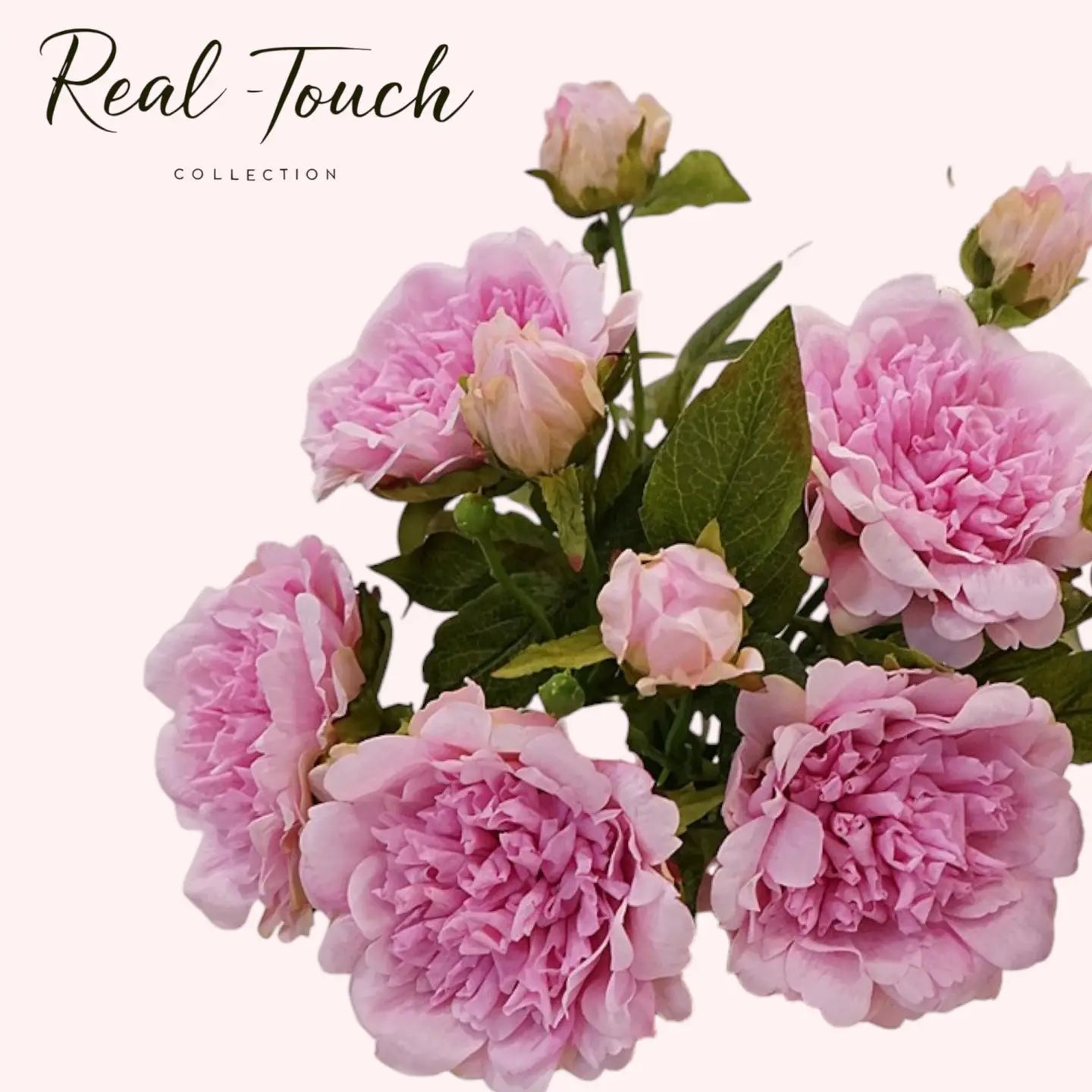 Peony Individual Stem