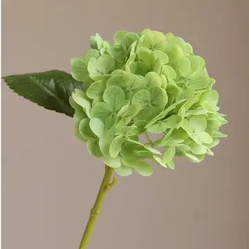 Hydrangeas - Lt Green