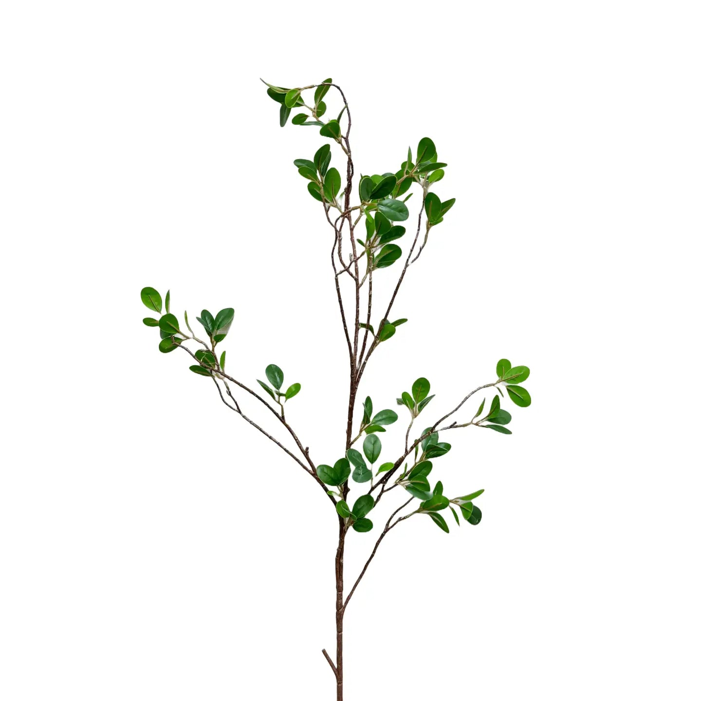Aglaia Odorata Stem