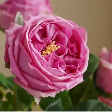 Cabbage Rose Individual Stem