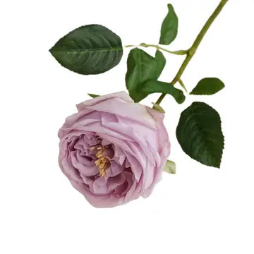 Cabbage Rose Individual Stem