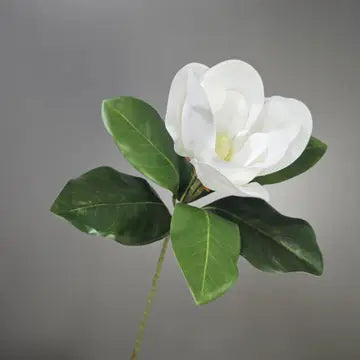 Magnolia Individual Stem