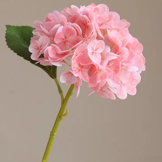 Hydrangeas - Pink