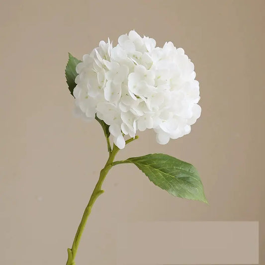 Hydrangeas - White