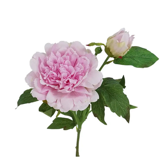 Peony Individual Stem